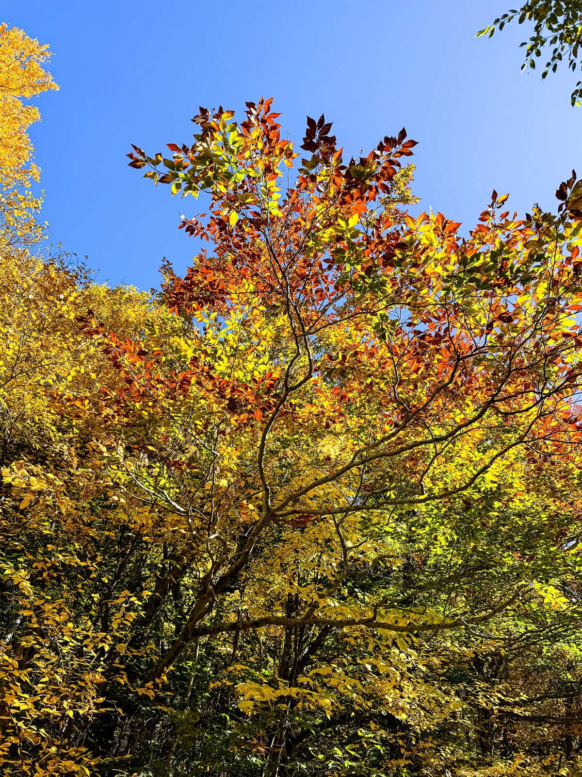 More foliage with a blue sky.
