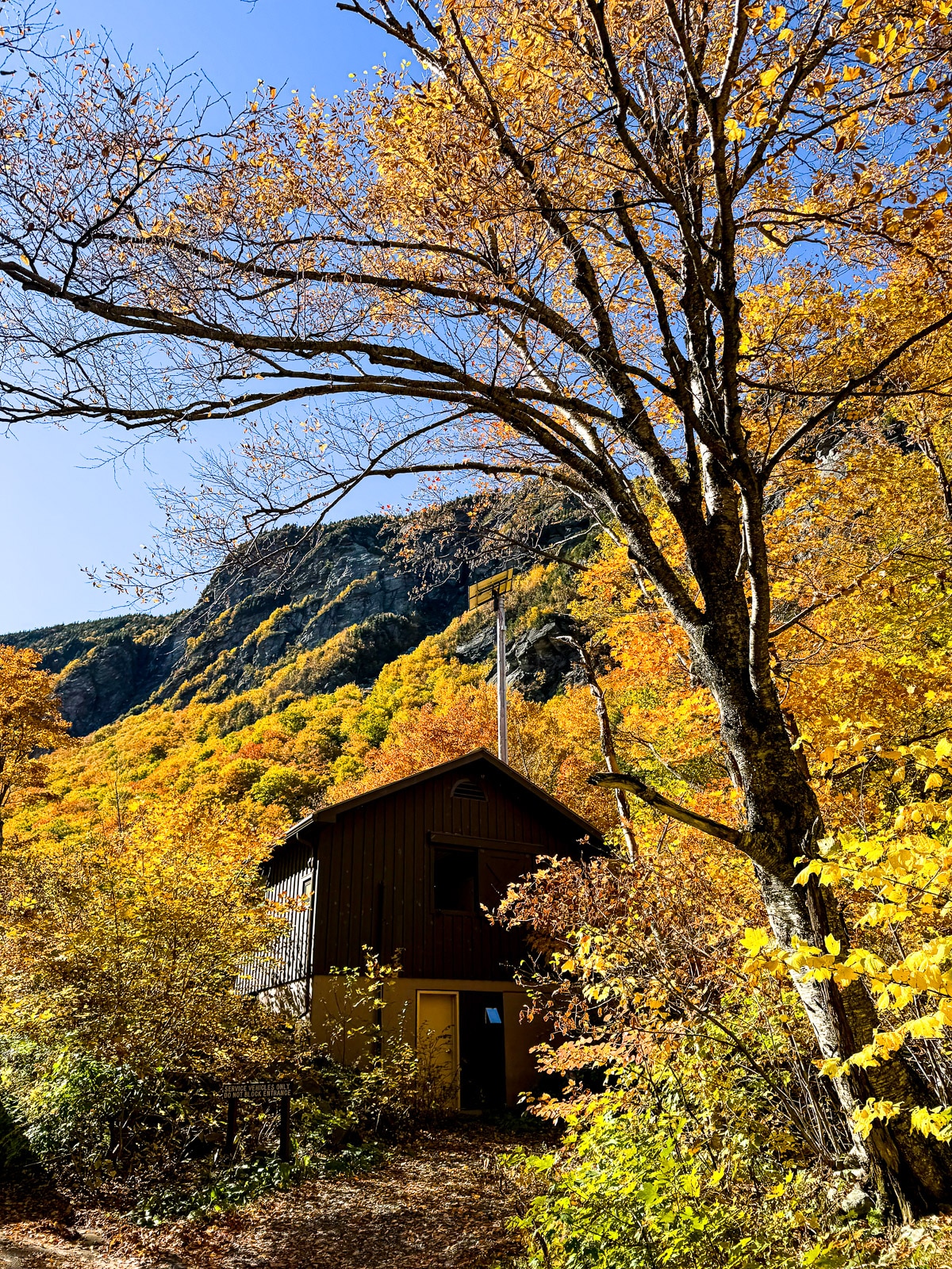 A view of the foliage with a small building.