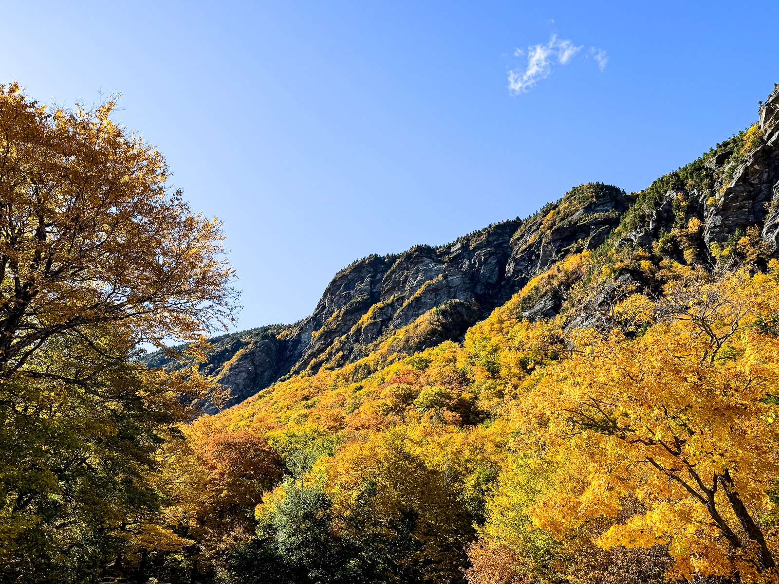 The beautiful trees on a rock ledge.