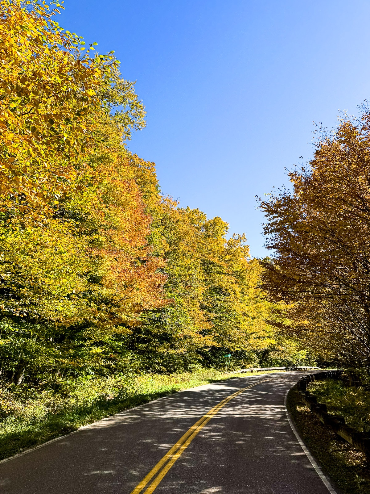 The changing trees alongside a road.