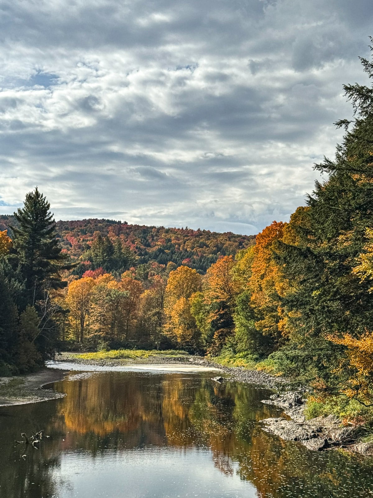 A view of the foliage by a creek along the trail.